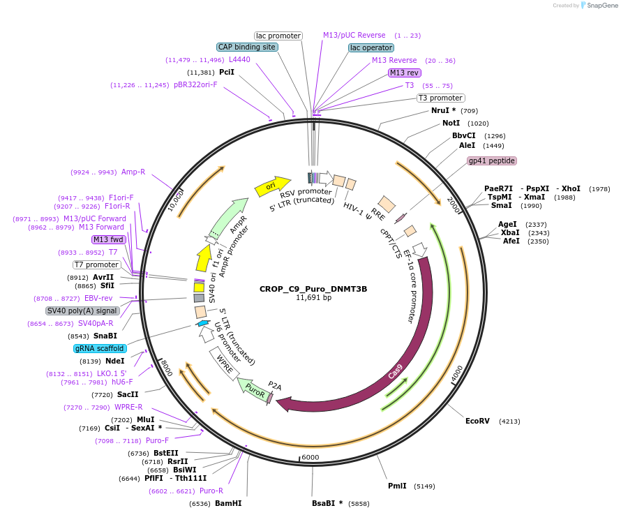 183284-plasmid-map-sequence-id-362620