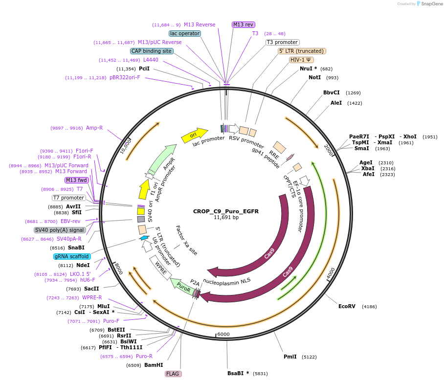 183285-plasmid-map-sequence-id-362621