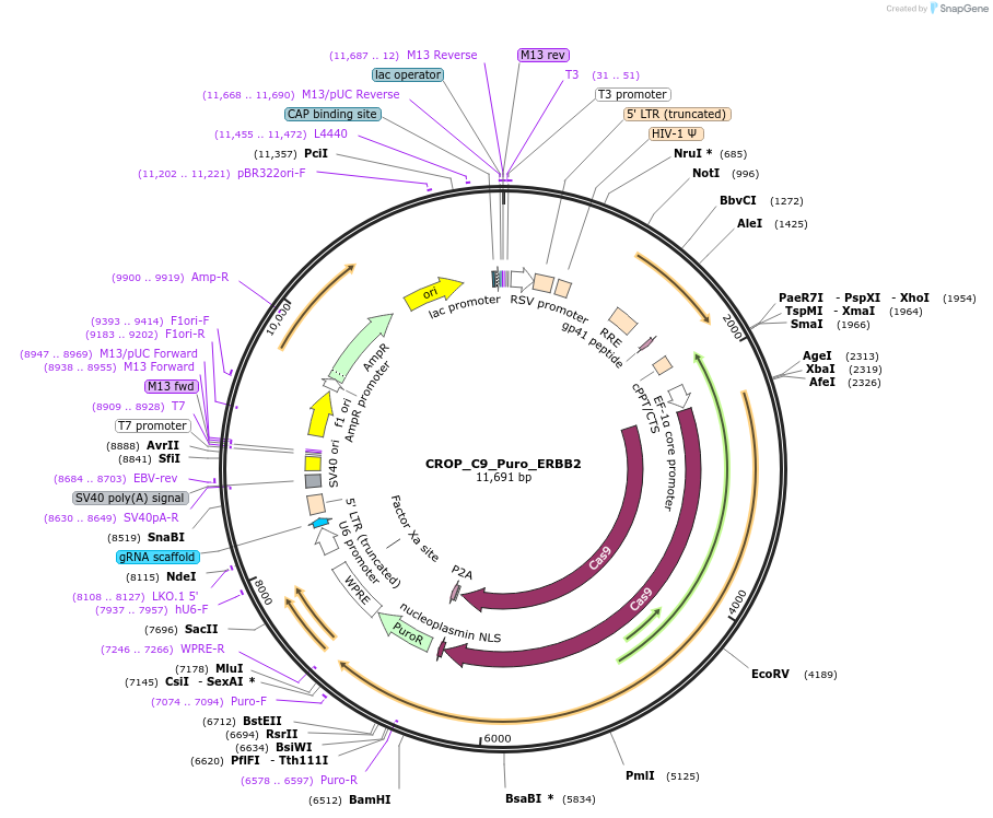 183287-plasmid-map-sequence-id-362623