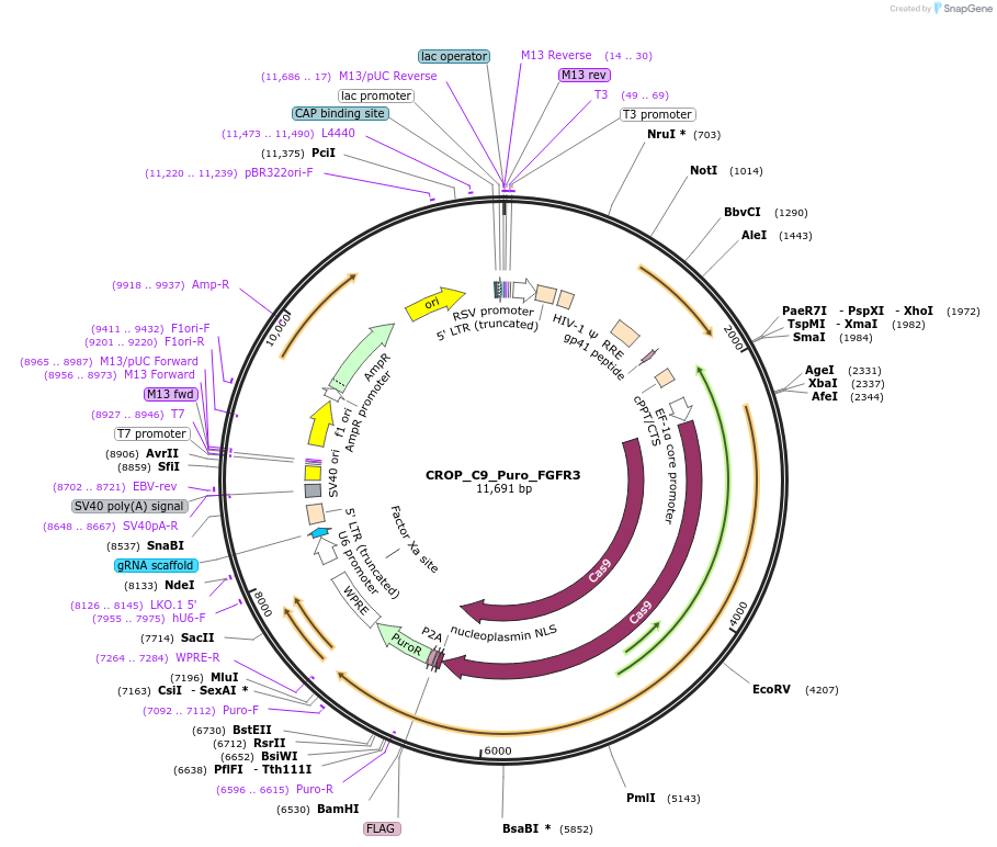 183291-plasmid-map-sequence-id-362628