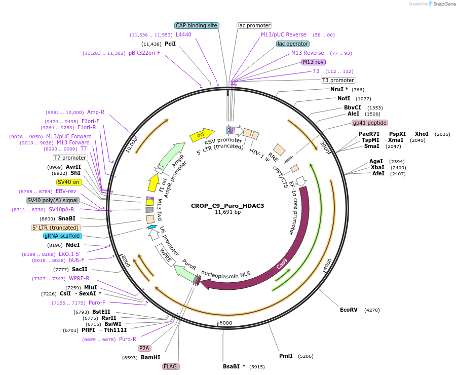 183299-plasmid-map-sequence-id-362636