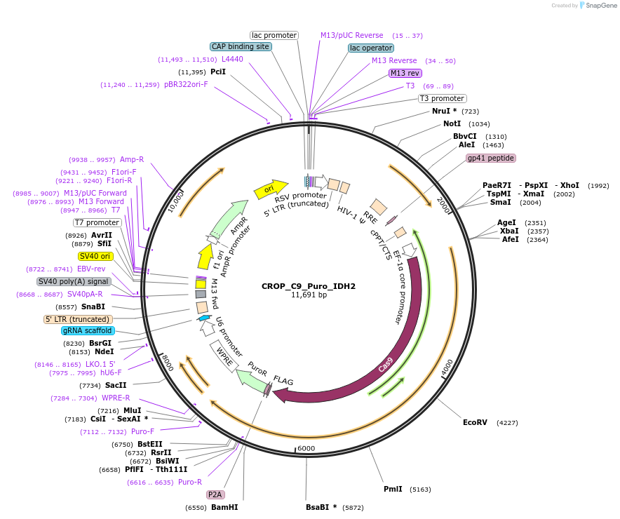 183301-plasmid-map-sequence-id-362638