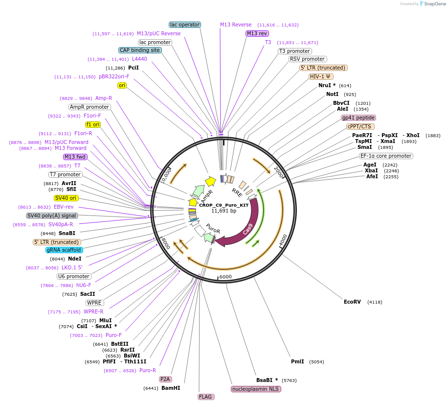 183306-plasmid-map-sequence-id-362643