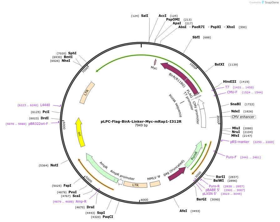 184645-plasmid-map-sequence-id-362653