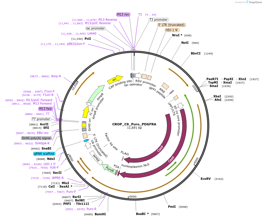 183313-plasmid-map-sequence-id-362656