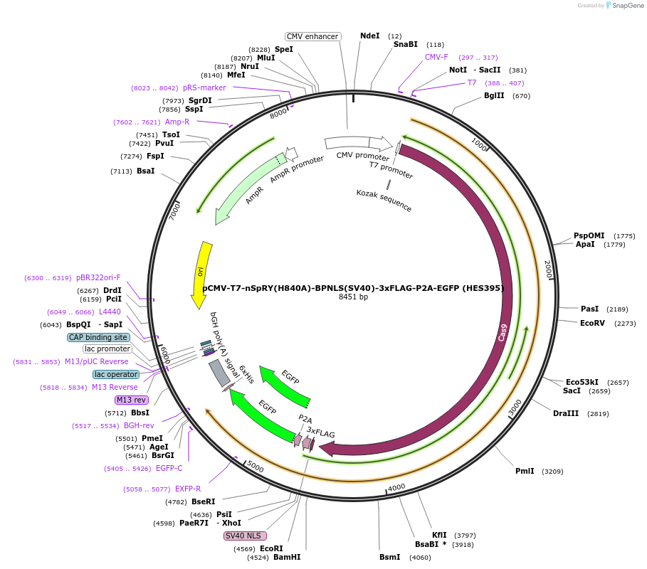 185489-plasmid-map-sequence-id-362674