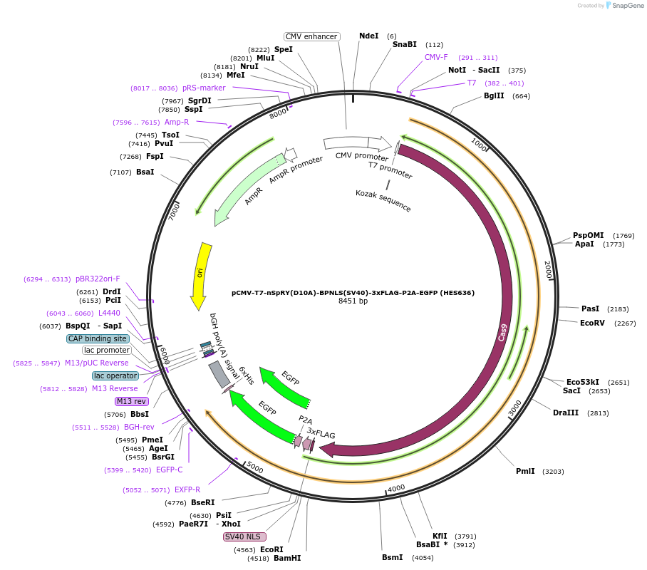 185491-plasmid-map-sequence-id-362675