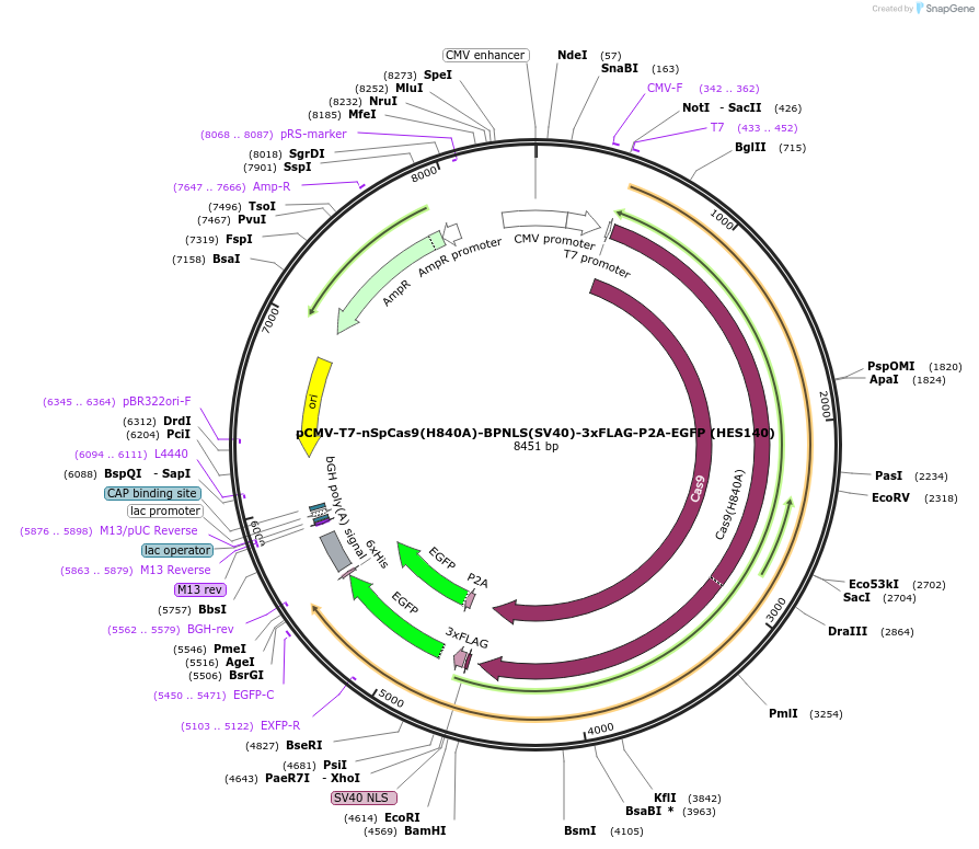 185490-plasmid-map-sequence-id-362676