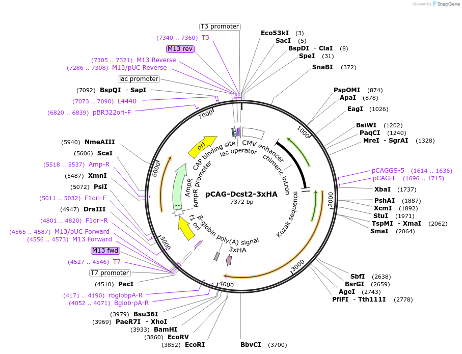 183543-plasmid-map-sequence-id-362678