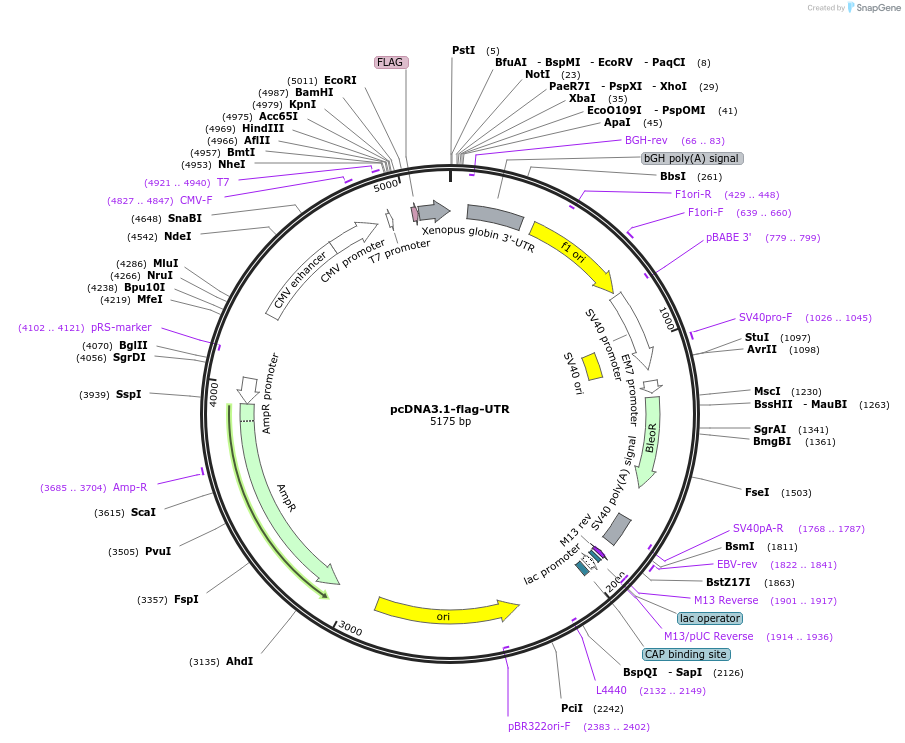 183234-plasmid-map-sequence-id-362679