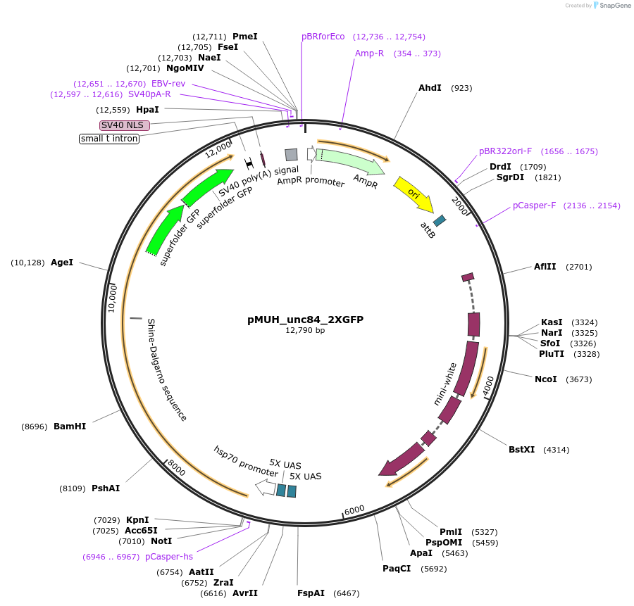 46023-plasmid-map-sequence-id-362680