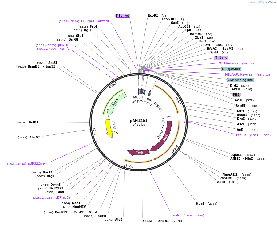 74695-plasmid-map-sequence-id-362681