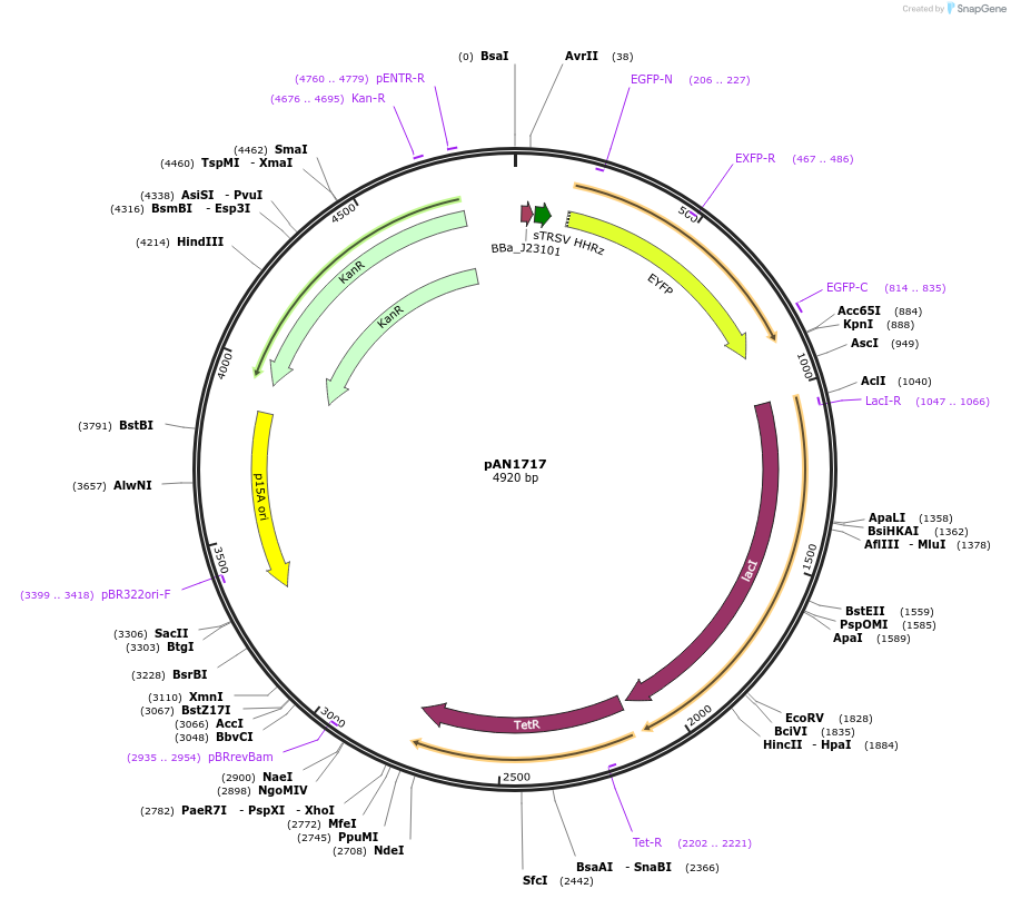 74696-plasmid-map-sequence-id-362687