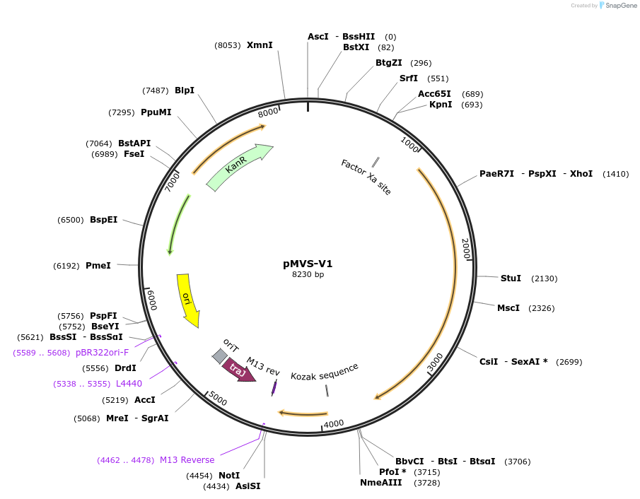 183094-plasmid-map-sequence-id-362692