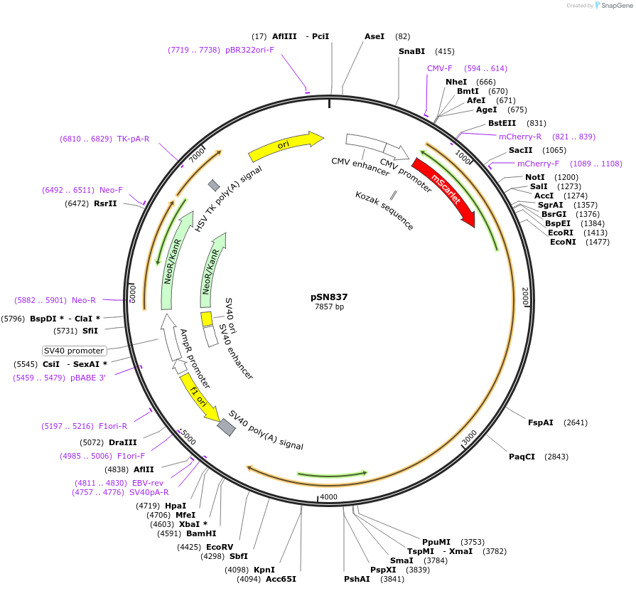 184825-plasmid-map-sequence-id-362697