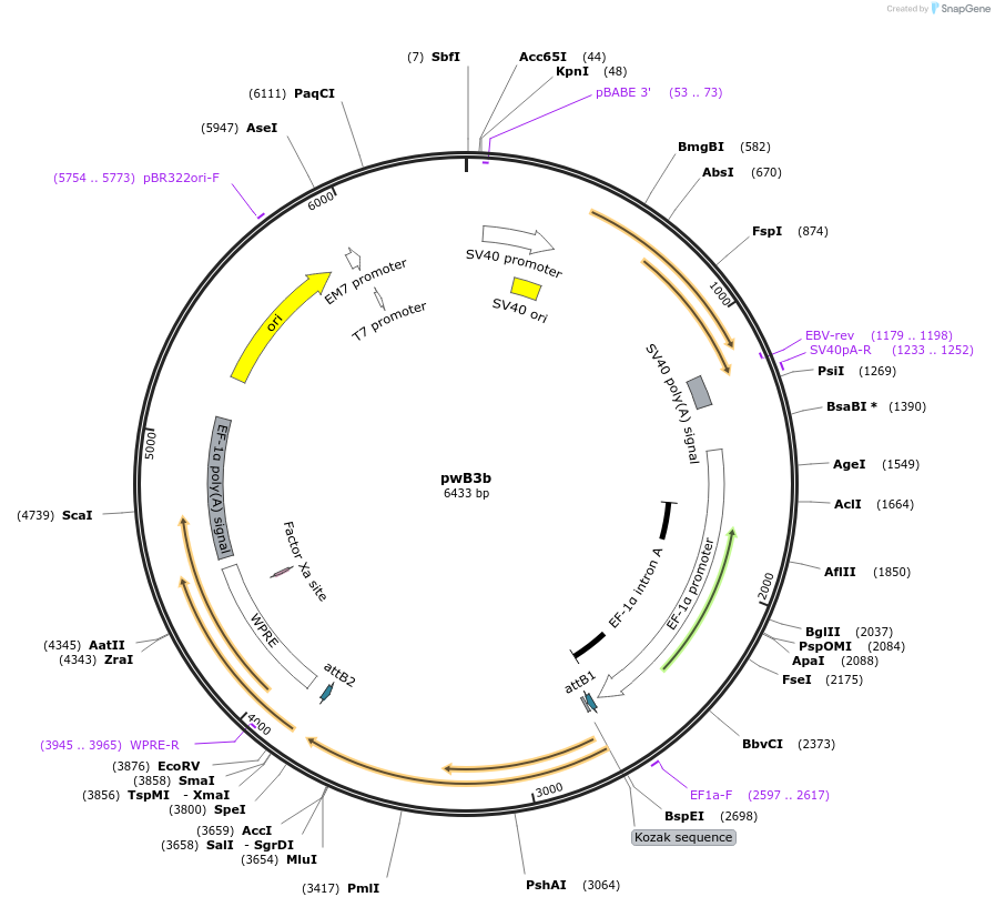32106-plasmid-map-sequence-id-36273