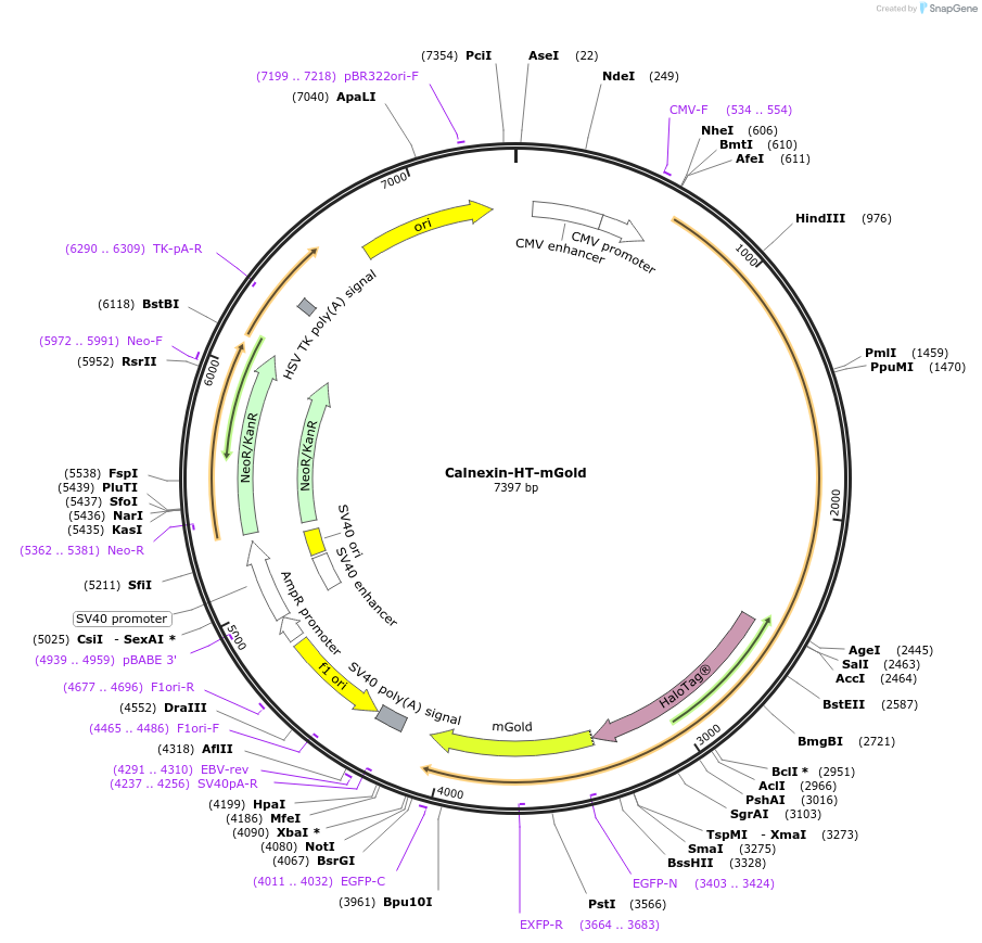 183987-plasmid-map-sequence-id-362757