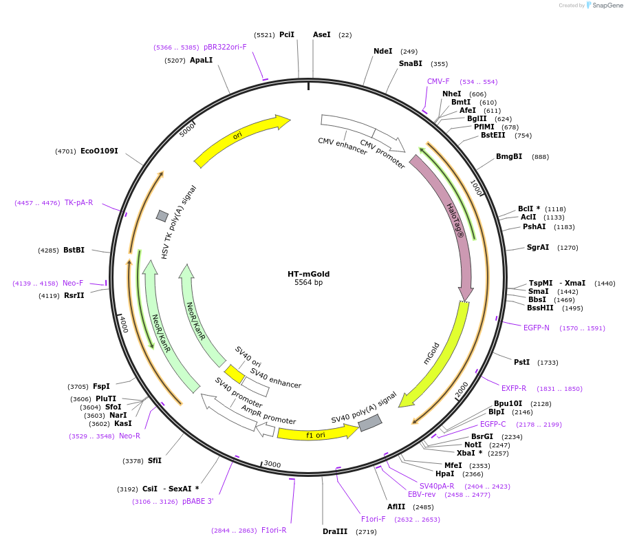 183986-plasmid-map-sequence-id-362759
