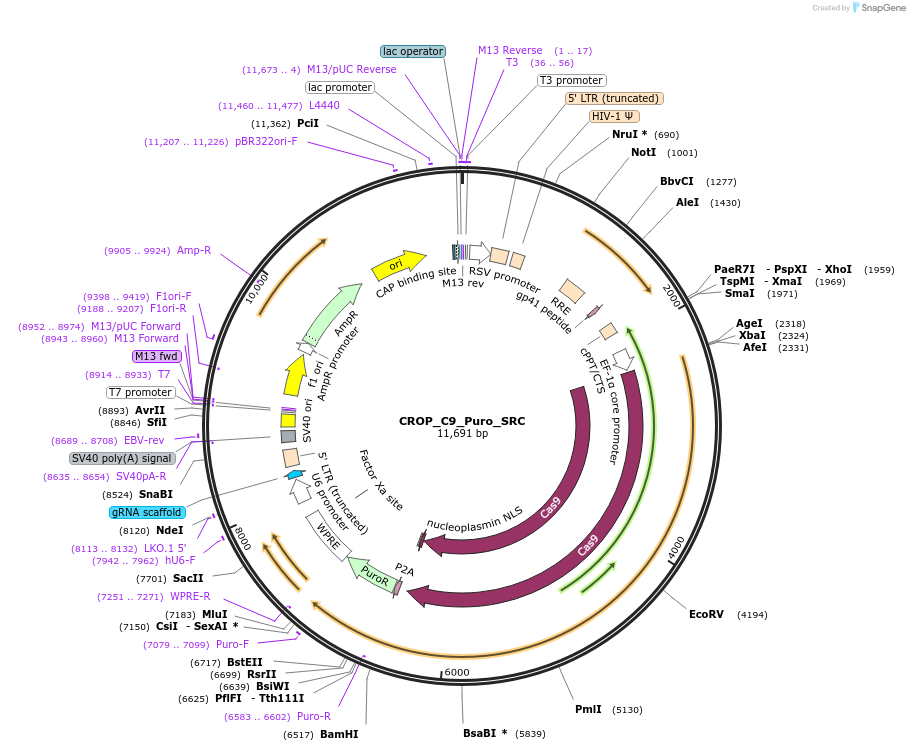 183322-plasmid-map-sequence-id-362769