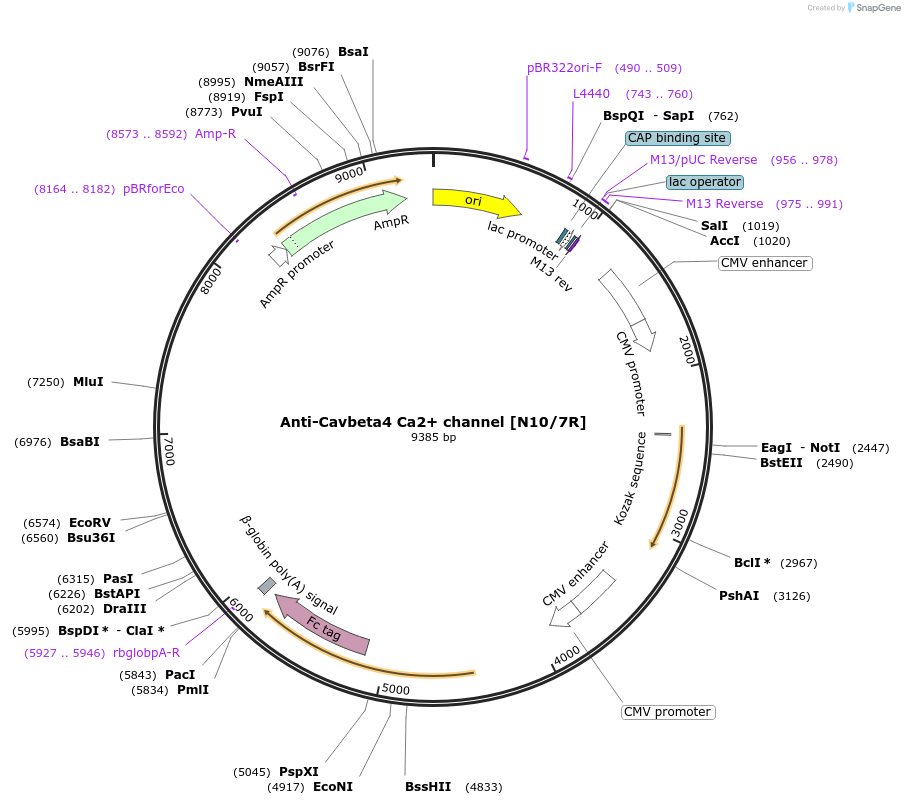177492-plasmid-map-sequence-id-362776