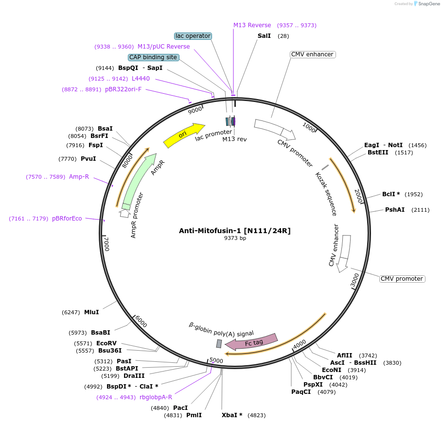 140072-plasmid-map-sequence-id-362779