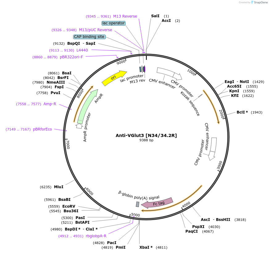 114494-plasmid-map-sequence-id-362781