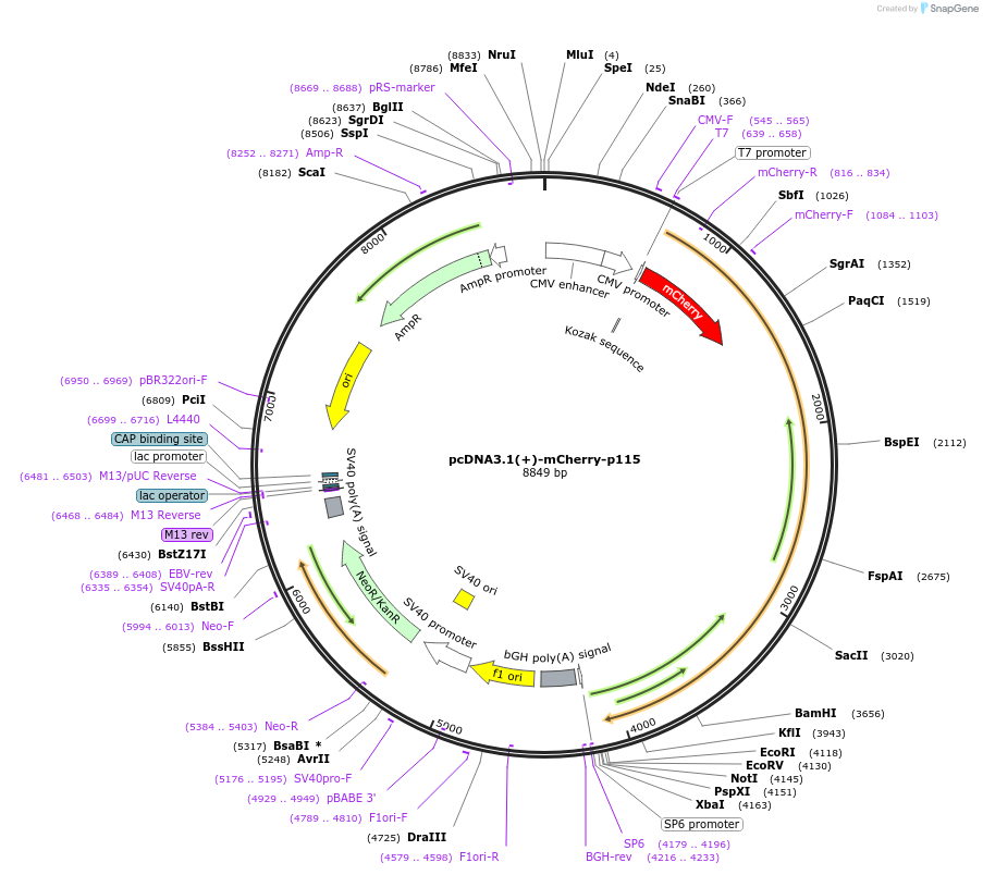 181996-plasmid-map-sequence-id-362783