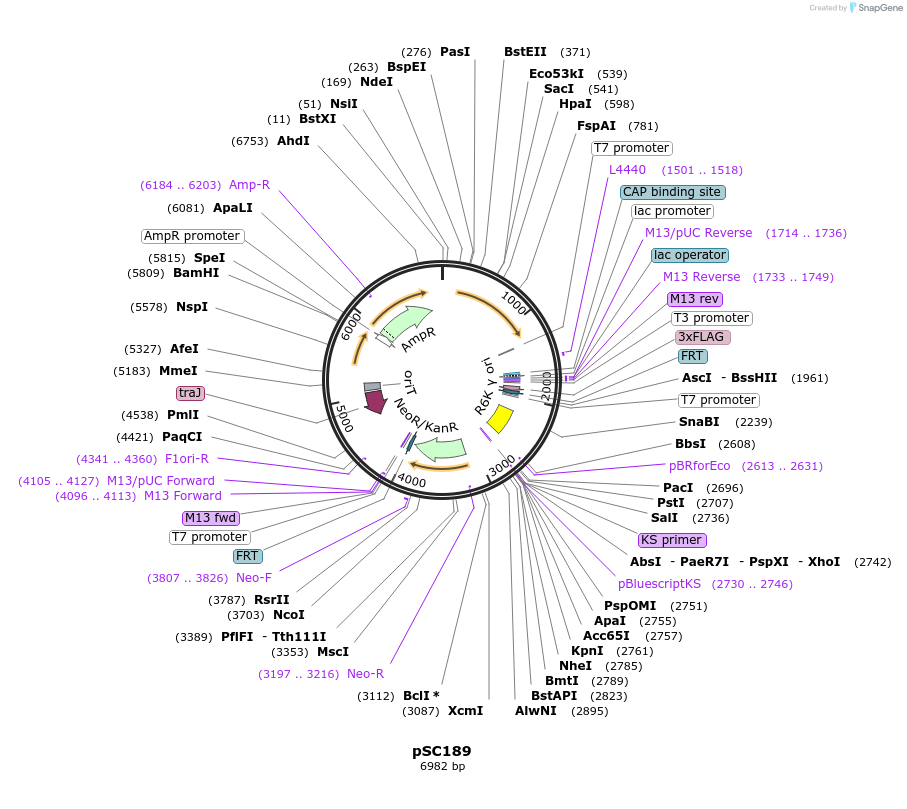 32114-plasmid-map-sequence-id-36279