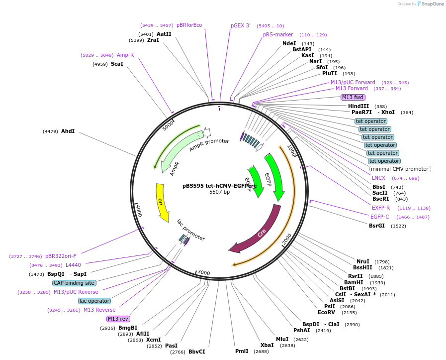 11957-plasmid-map-sequence-id-362791