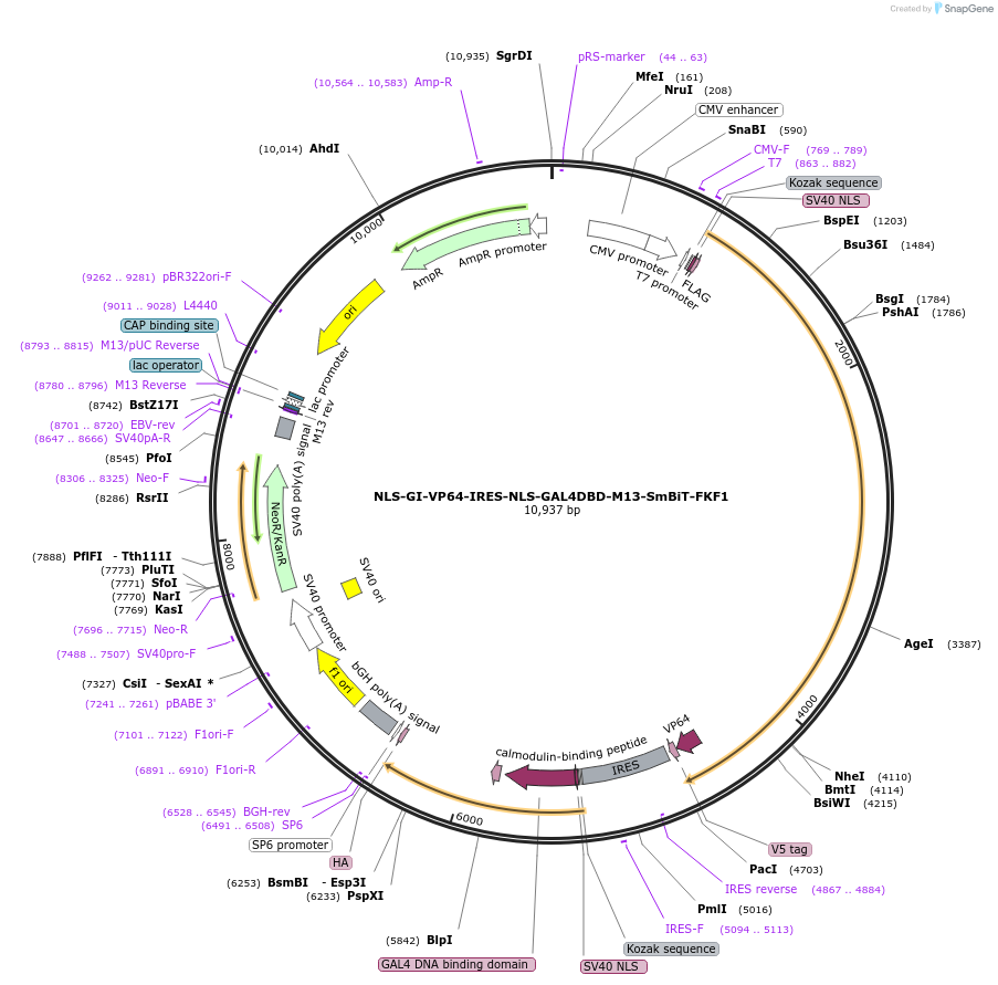 183400-plasmid-map-sequence-id-362796
