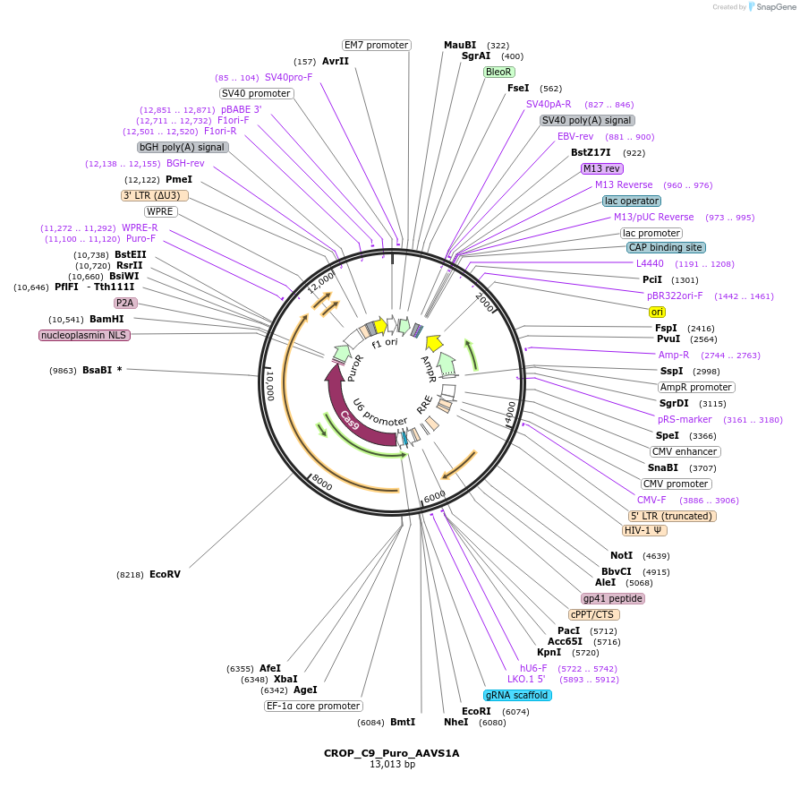 183337-plasmid-map-sequence-id-362797