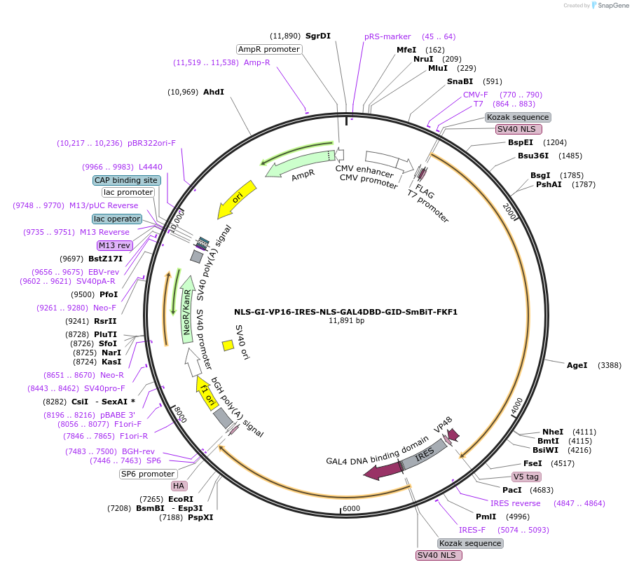 183404-plasmid-map-sequence-id-362804