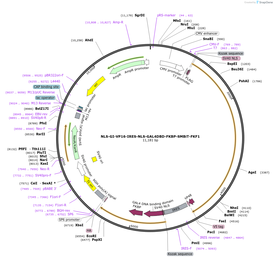 183402-plasmid-map-sequence-id-362806
