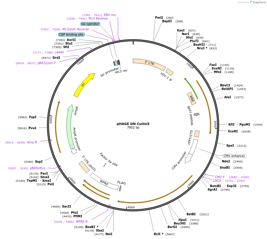 41916-plasmid-map-sequence-id-362810