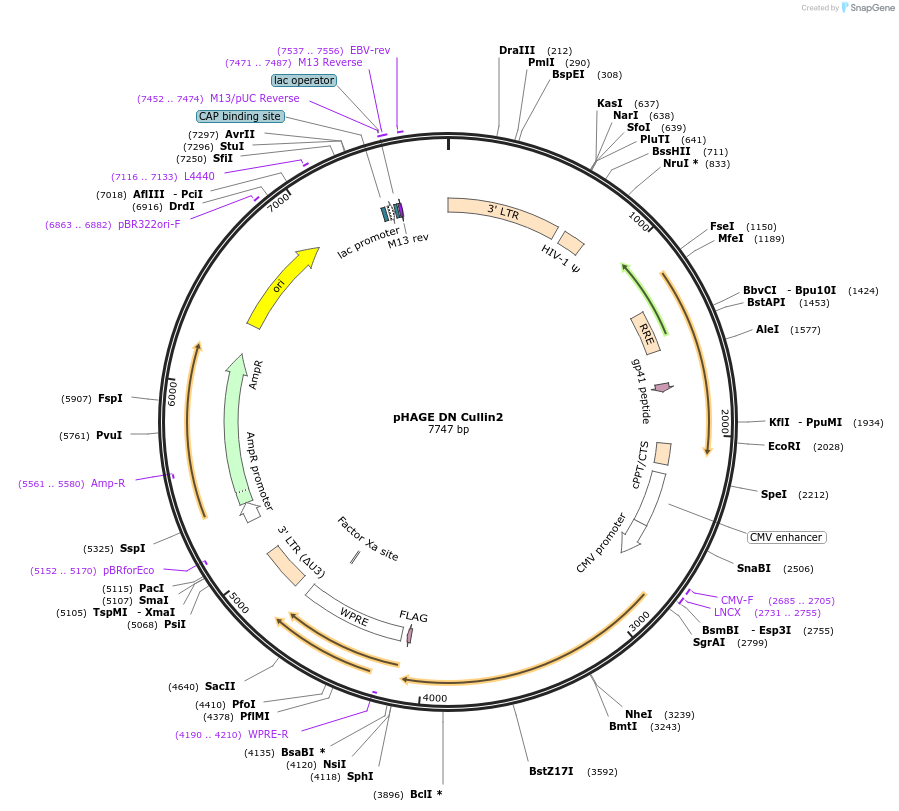 41912-plasmid-map-sequence-id-362813
