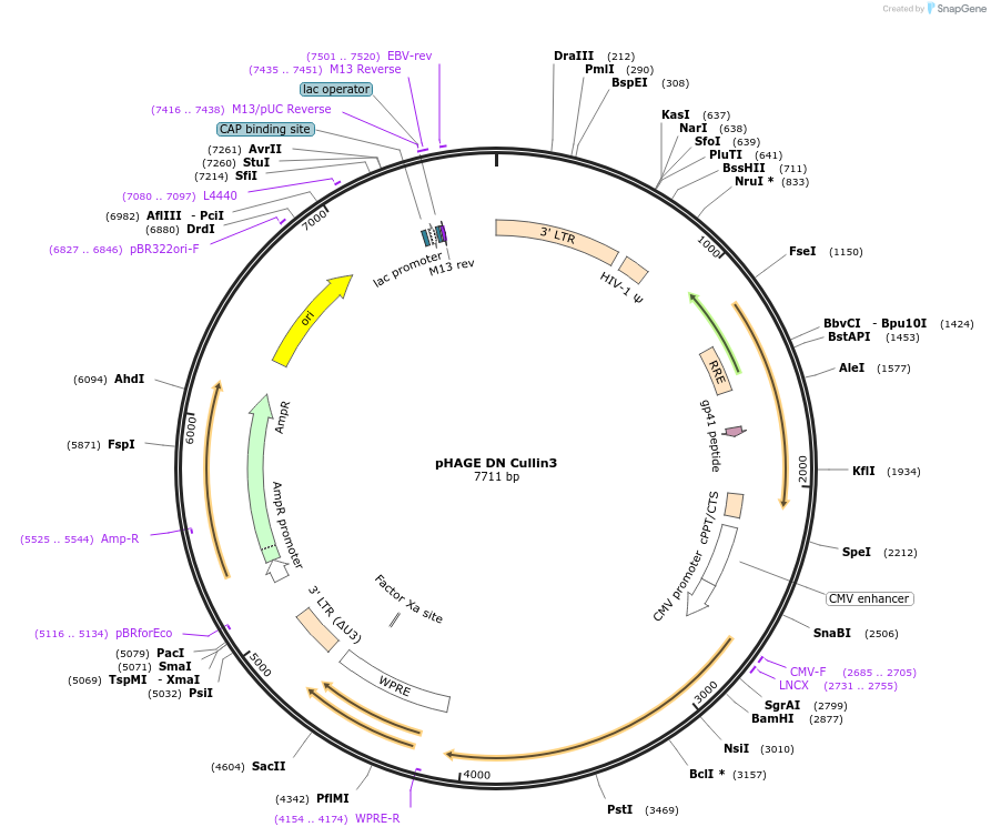 41913-plasmid-map-sequence-id-362822