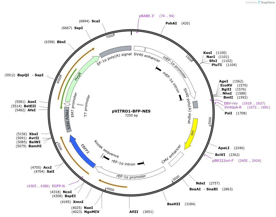 184461-plasmid-map-sequence-id-362827