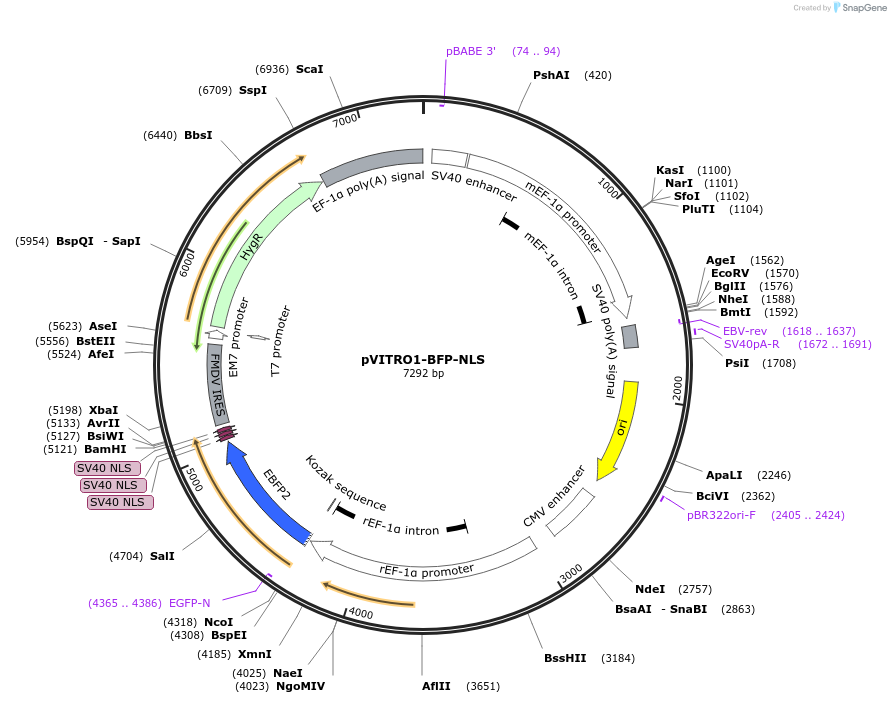 184458-plasmid-map-sequence-id-362881