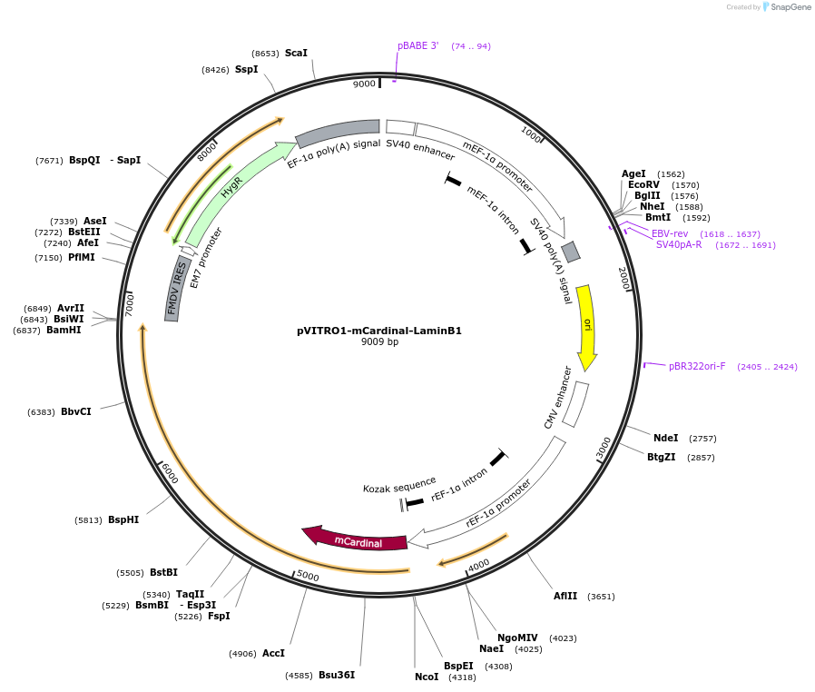 184452-plasmid-map-sequence-id-362886
