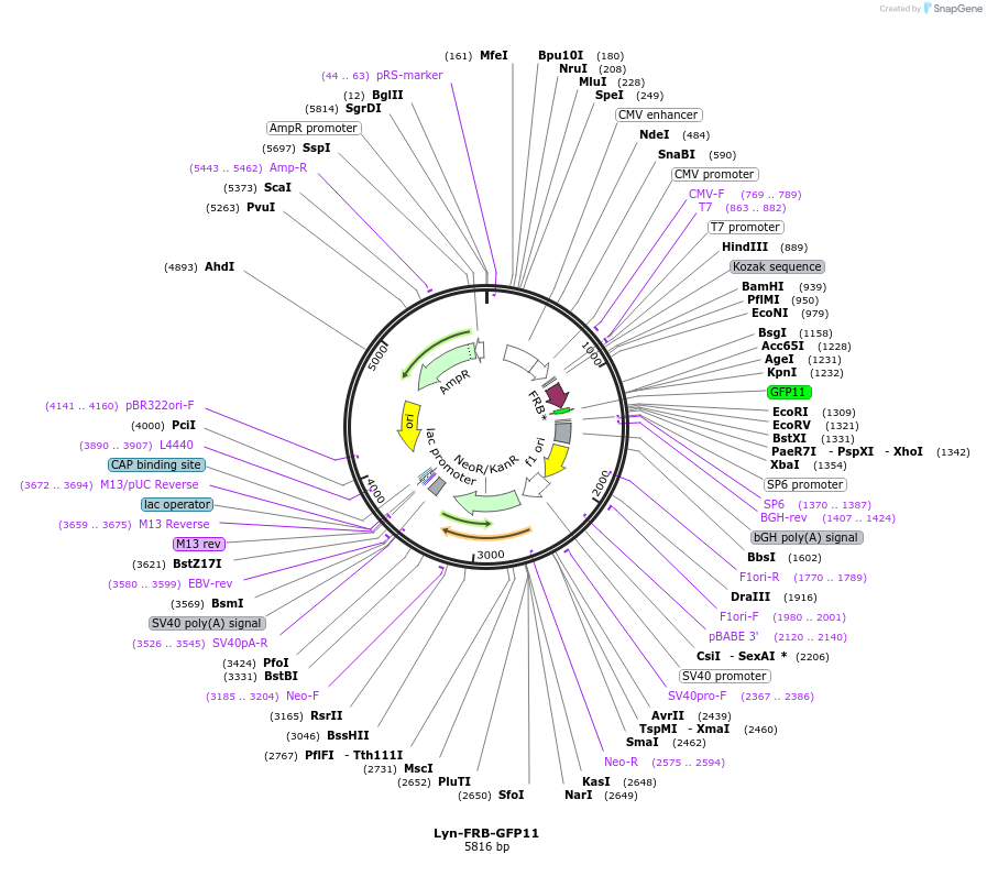 181863-plasmid-map-sequence-id-362889