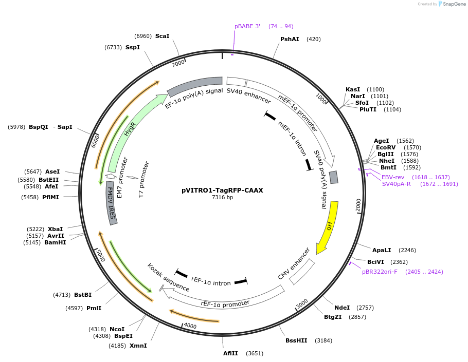 184447-plasmid-map-sequence-id-362890