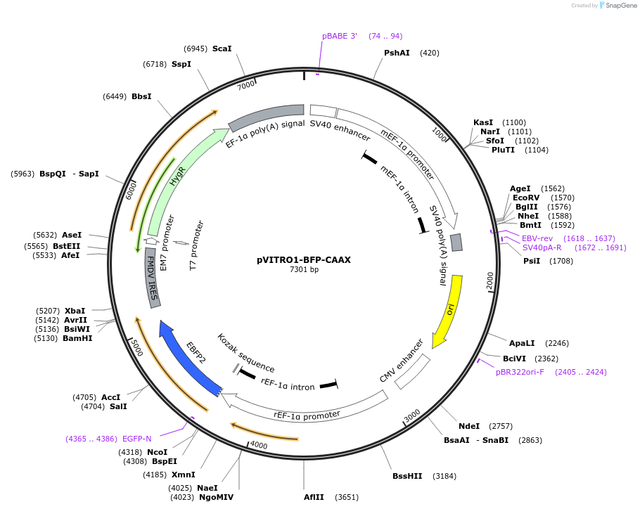 184459-plasmid-map-sequence-id-362891