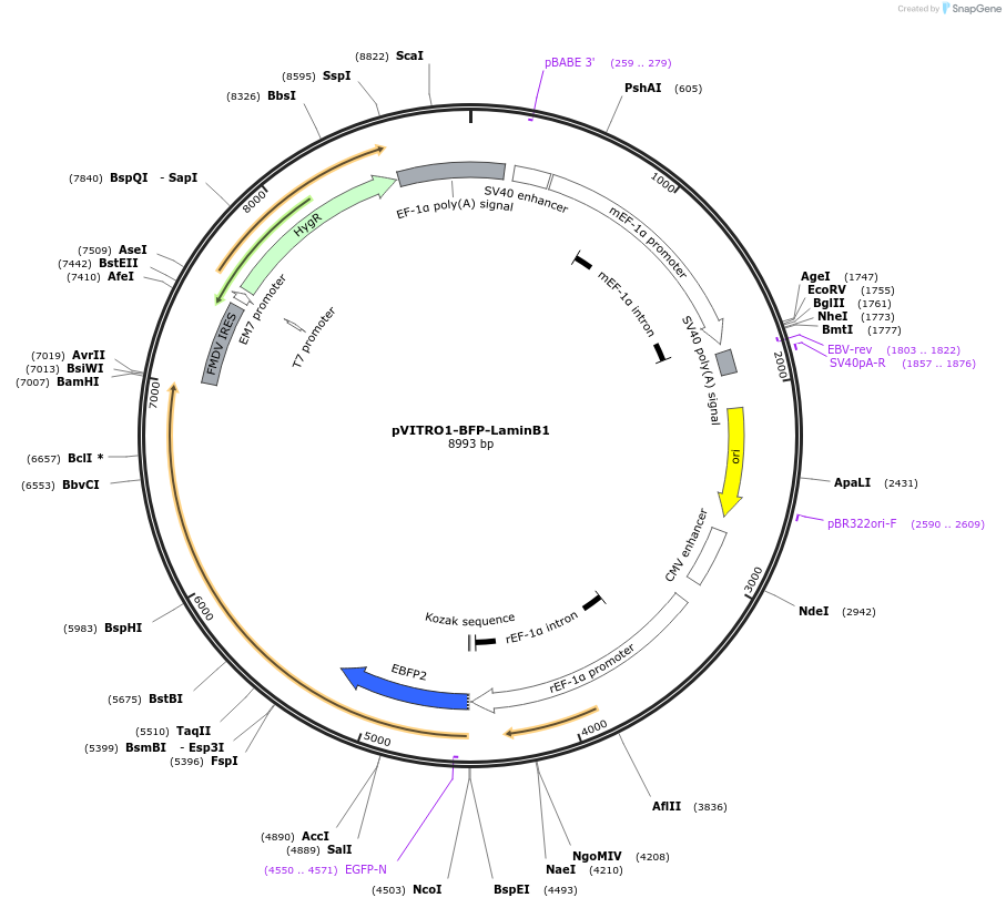 184460-plasmid-map-sequence-id-362892