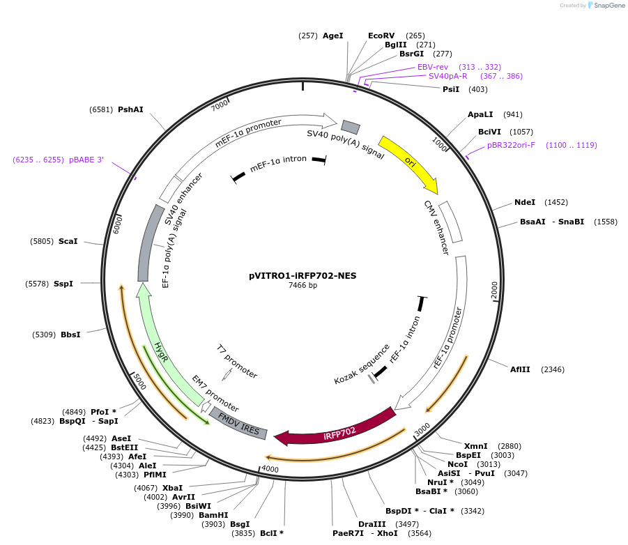 184457-plasmid-map-sequence-id-362894