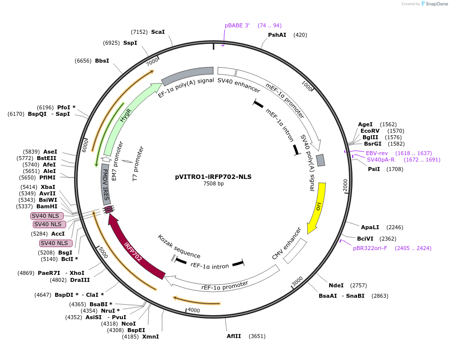 184454-plasmid-map-sequence-id-362896