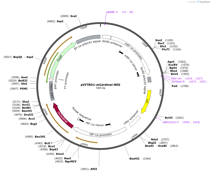 184453-plasmid-map-sequence-id-362897