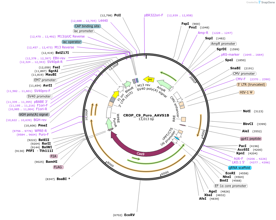 183338-plasmid-map-sequence-id-362907