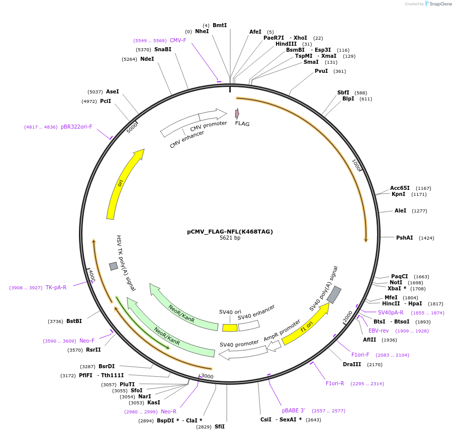 182663-plasmid-map-sequence-id-362921
