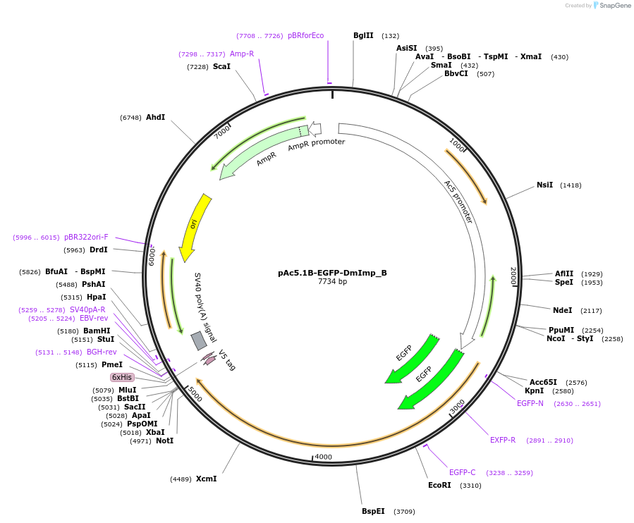 145921-plasmid-map-sequence-id-362927