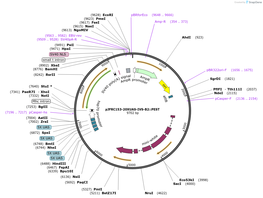 32134-plasmid-map-sequence-id-36293